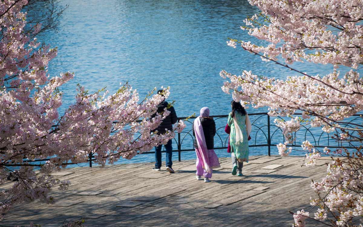 Where to See and How to Shoot Cherry Blossoms and Other Blooms in Toronto this Spring