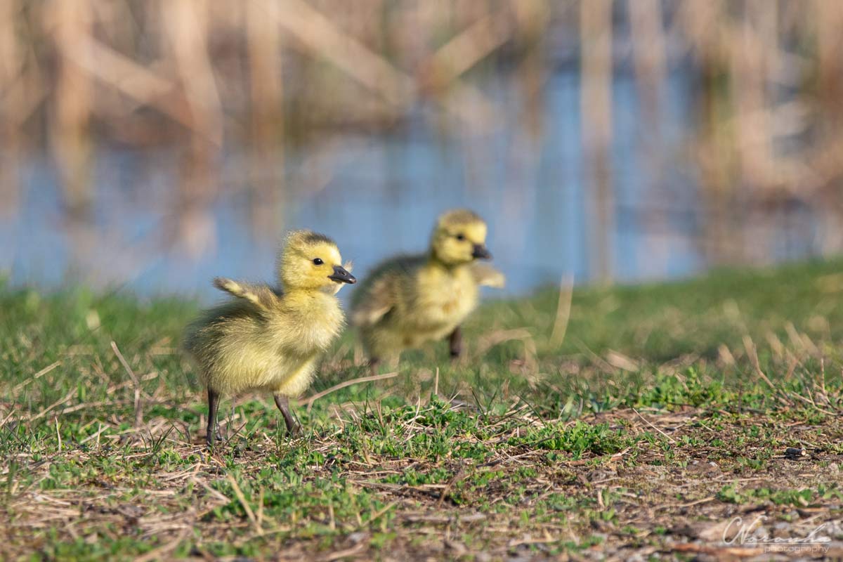 Bird Photography: Tips on Capturing Goslings and Geese in Spring