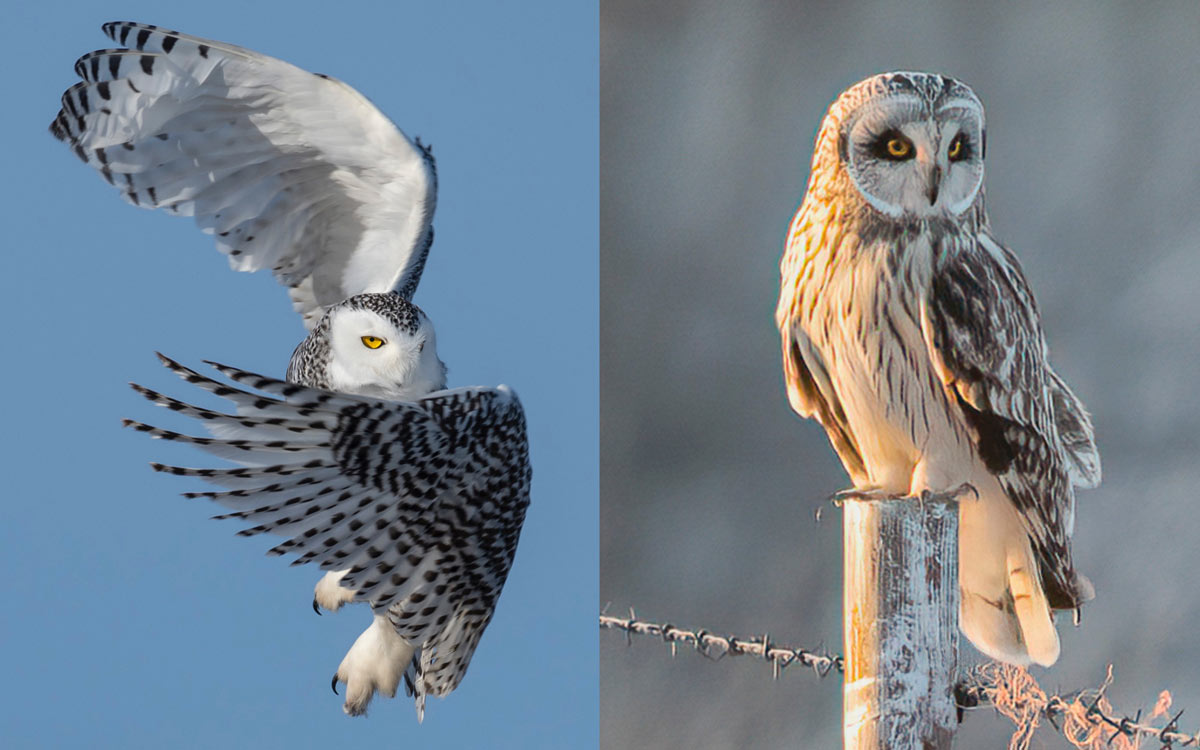 Photographing Owls: Who gives a Hoot?
